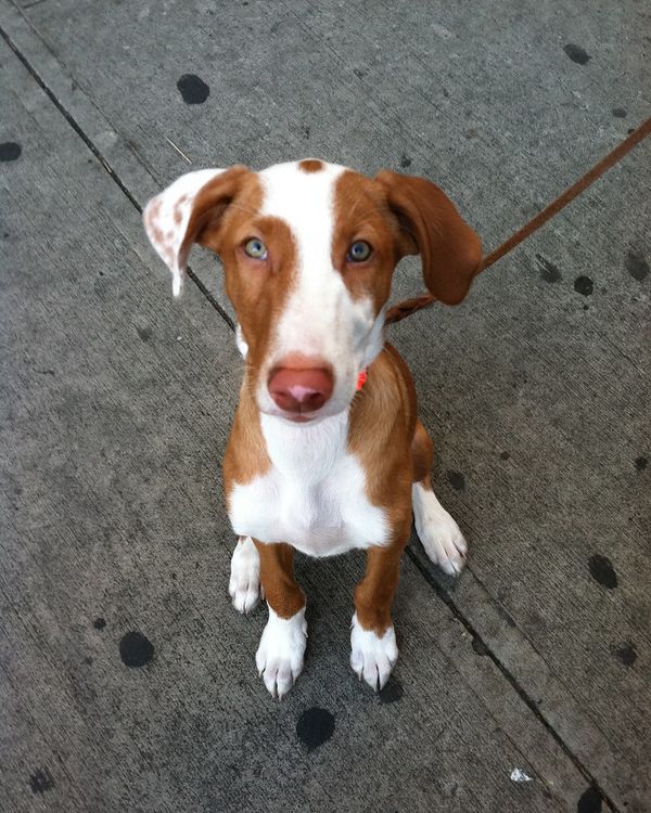 A puppy looking up at the camera